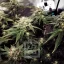 Blimburn Seeds Семена от канабис Blackberry Moonstones Feminized