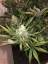 Fast Buds Cannabis Seeds Gorilla Auto