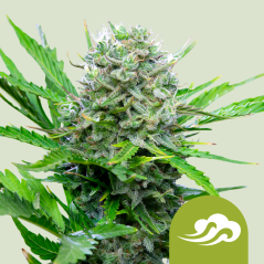 Royal Queen Seeds კანაფის თესლი Royal Bluematic Auto