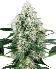 Sensi Seeds Hanfsamen Pure Power Plant Automatic Feminisiert von White Label, 3-10 Stk