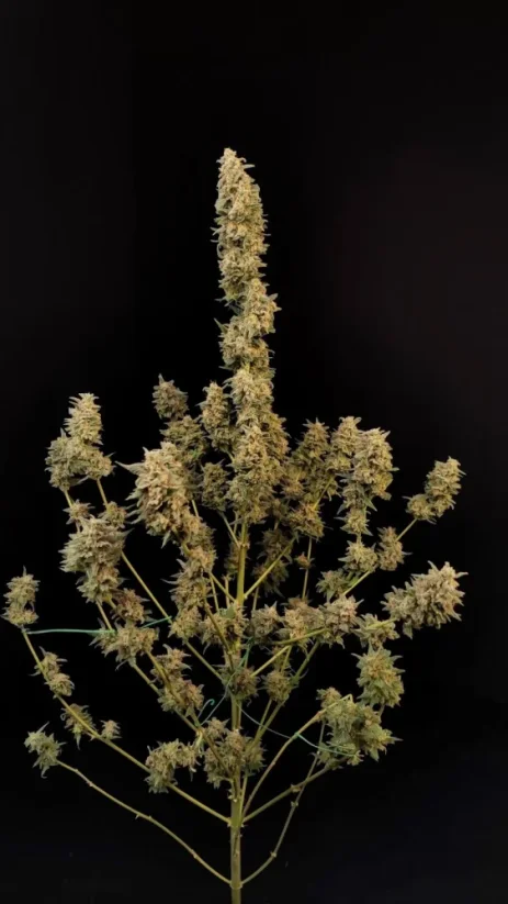 Fast Buds Cannabis Seeds Critical Auto