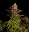 Graines de cannabis Fast Buds Purple Lemonade FF