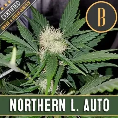 Blimburn Seeds Semena konoplje Northern Lights Auto