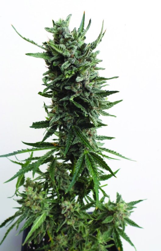 T.H.Seeds™ Kanepiseemned Auto Critical HOG™, erinevad pakendid, feminiseeritud