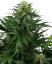 Sensi Seeds Cannabiszaden Honey Melon Kush Gefeminiseerd, 3-10 stuks