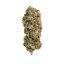 Royal Queen Seeds Cannabiszaden AMG Gefeminiseerd