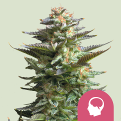 Royal Queen Seeds Cannabisfrön Amnesia Haze Feminized