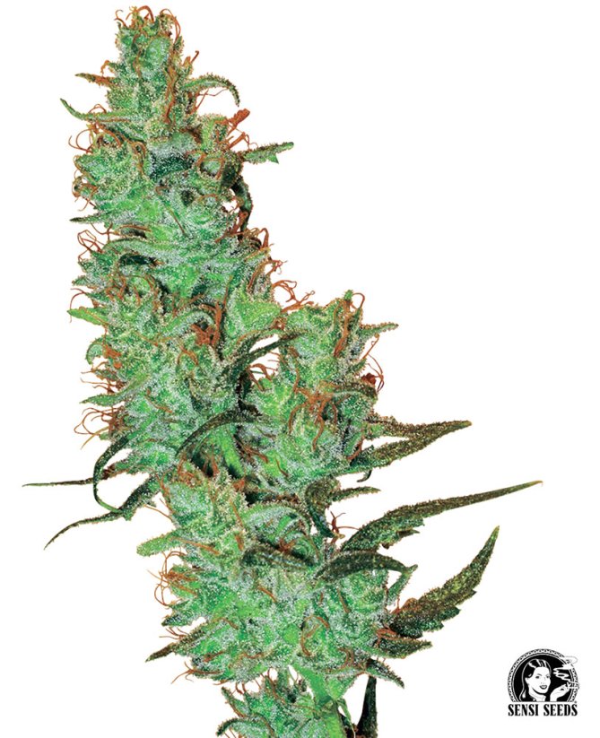 Sensi Seeds კანაფის თესლი Jack Herer® Regular by White Label, 10 ც.