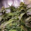 Blimburn Seeds Cannabis Seeds Grizzly Purple Kush Feminized