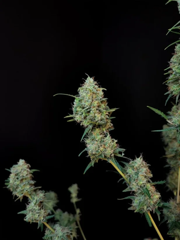 Fast Buds Sementes de Cannabis Jack Herer Auto