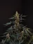 Fast Buds Cannabis Seeds Northern Lights Auto