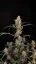 Semillas de Marihuana Fast Buds Critical Auto