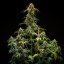 Royal Queen Seeds Graines de cannabis Triple G Auto