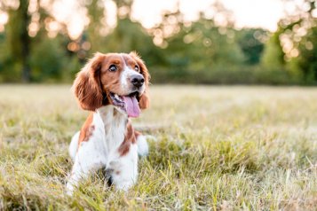 CBD for dogs is no longer taboo