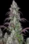 Fast Buds Cannabis Seeds Lemon Pie Auto