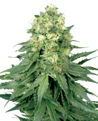 Sensi Seeds Cannabis Seeds White Widow Feminized by White Label, 3-10 τμχ