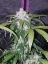 Fast Buds Sementes de Cannabis Abacaxi Express Auto