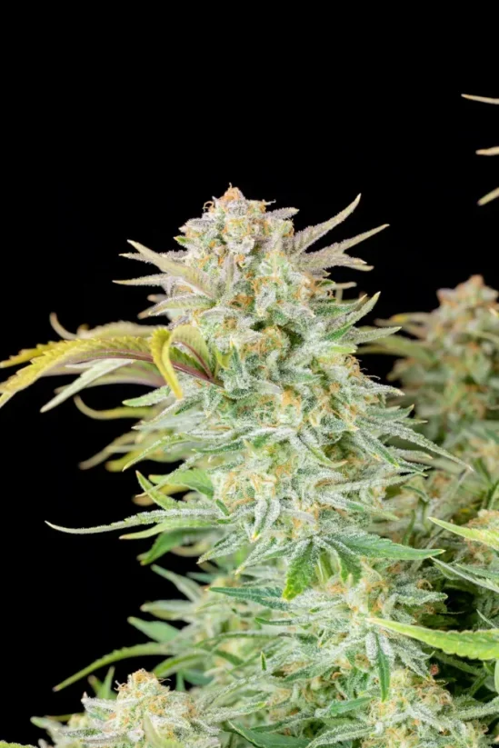 Semillas de Marihuana Fast Buds Bruce Banner Auto