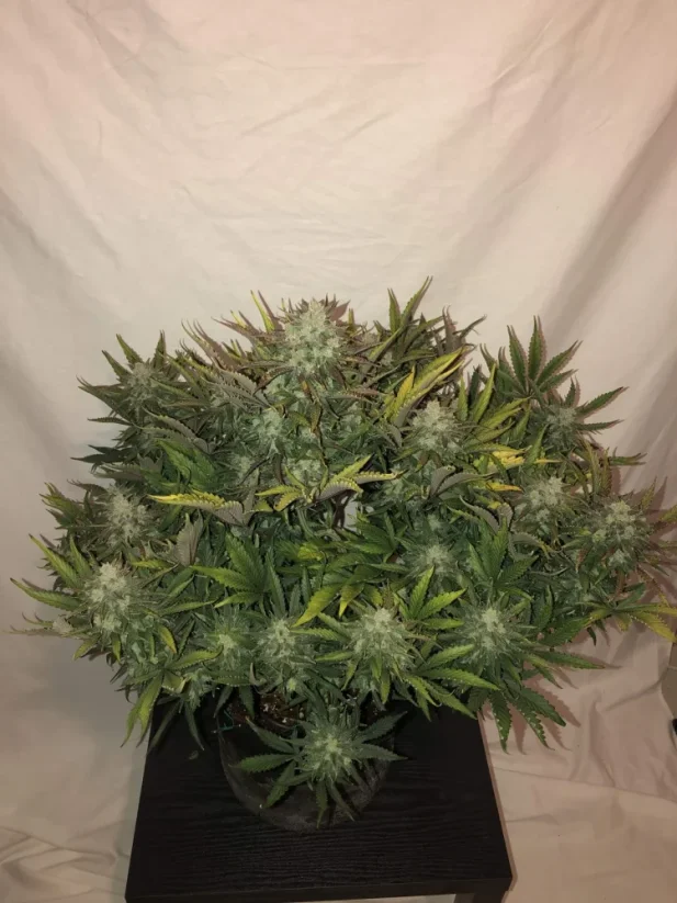 Hạt giống cần sa Fast Buds Gorilla Auto