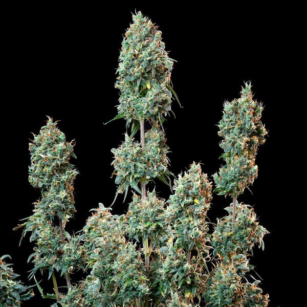 Royal Queen Seeds Σπόροι κάνναβης Sherbet Queen Auto