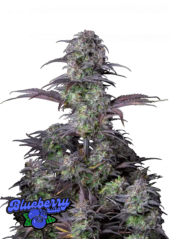 Fast Buds Sjemenke konoplje Blueberry Auto