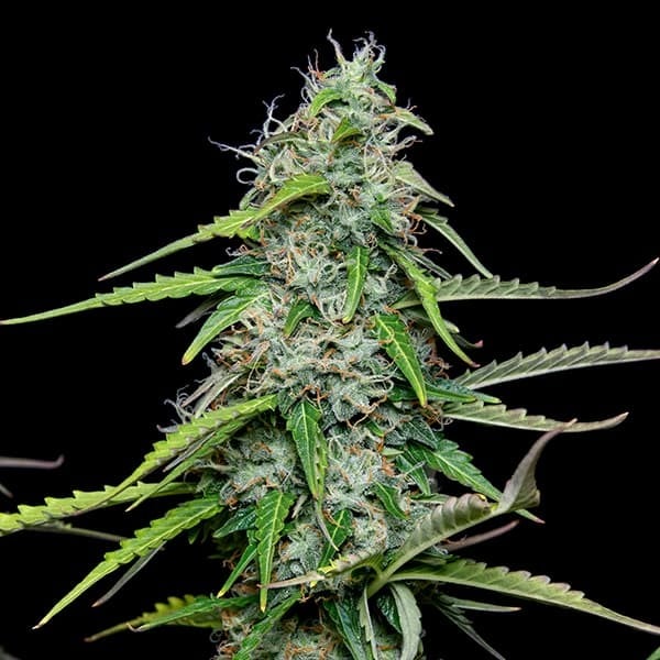 Royal Queen Seeds კანაფის თესლი Royal Gorilla Auto