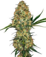 Sensi Seeds კანაფის თესლი Hindu Kush® Regular, 10 ც.