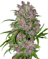 Sensi Seeds Seminte de canabis Purple Bud feminizate automat cu White Label, 3-10 buc.