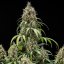 Royal Queen Seeds Seminte de canabis Biscuiti Gelato Auto