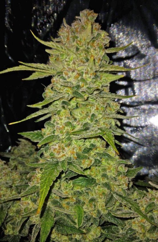 Fast Buds Cannabis Seeds Papaya Cookies Auto