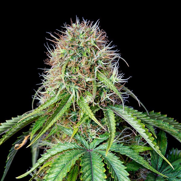 Royal Queen Seeds Cannabis Seeds Royal CBG Auto (High CBD)