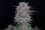 Graines de cannabis Fast Buds Banana Purple Punch Auto