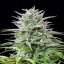 Royal Queen Seeds Cannabis Seeds Speedy Chile - Fast Feminized