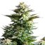 Royal Queen Seeds Cannabis Seeds Amnesia Haze Feminized