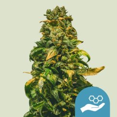 Royal Queen Seeds Cannabis Seeds Solomatic Auto (Hög CBD)