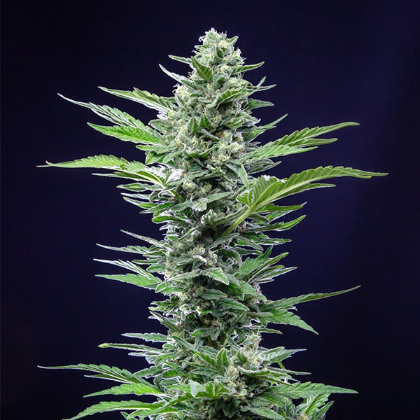 Royal Queen Seeds Насіння коноплі Royal Critical Auto