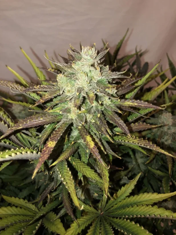 Hạt giống cần sa Fast Buds Gorilla Auto