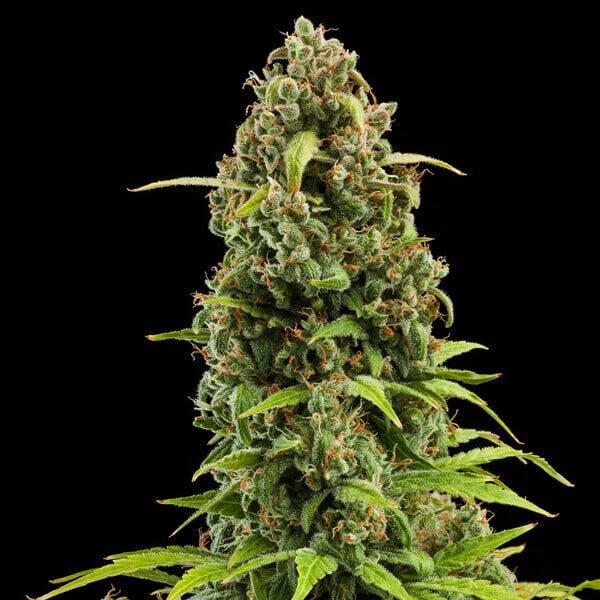 Royal Queen Seeds Cannabis Seeds Diesel Auto