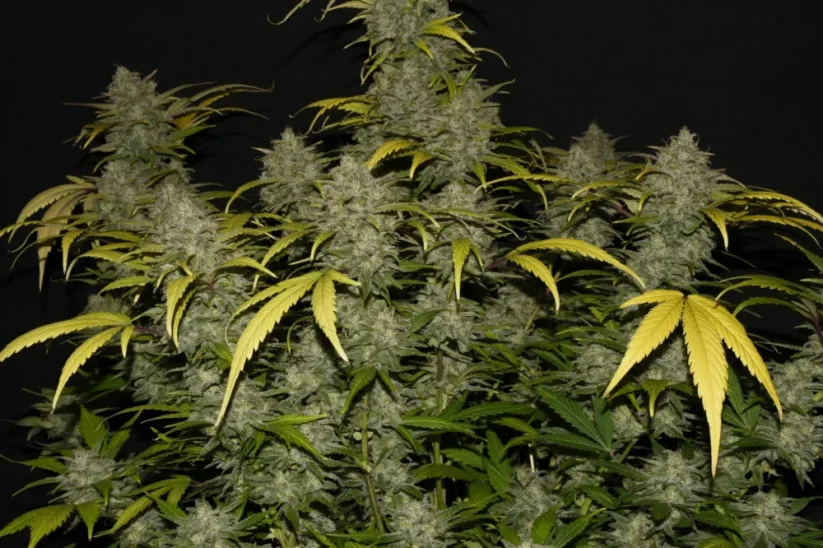 Fast Buds Sementes de Cannabis Gelato Auto