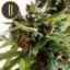 Blimburn Seeds Cannabis Seeds Mamba Negra Auto