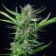 Royal Queen Seeds Семена от канабис Mimosa Auto