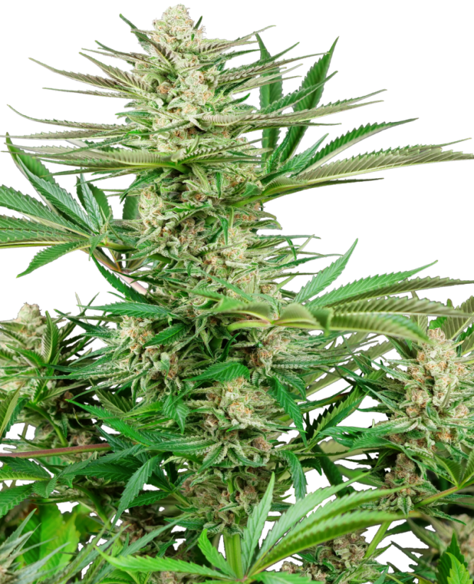 Sensi Seeds Hạt giống cần sa Malibu OG Gold Feminized, 3-10 hạt