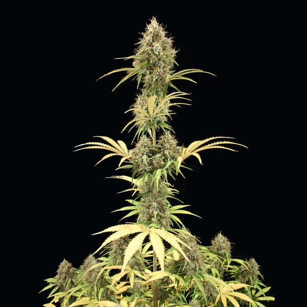 Royal Queen Seeds Żerriegħa tal-Kannabis Amnesia Haze Auto