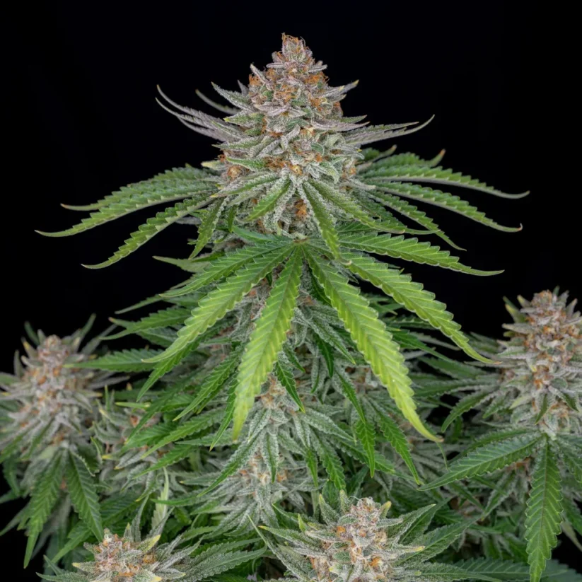 Fast Buds Wietzaden Aardbeientaart Auto