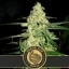 Blimburn Seeds Cannabis Seeds Original Clon Feminized