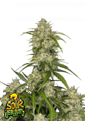 Semillas de Marihuana Fast Buds Sour Jealousy Auto