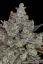 Fast Buds Sementes de Cannabis Gorilla Cookies Auto