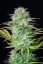 Fast Buds Cannabis Seeds Kosher Cake Auto