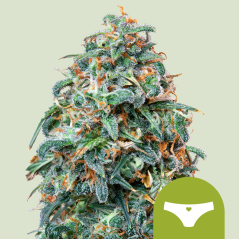 Royal Queen Seeds კანაფის თესლი Sherbet Queen Auto