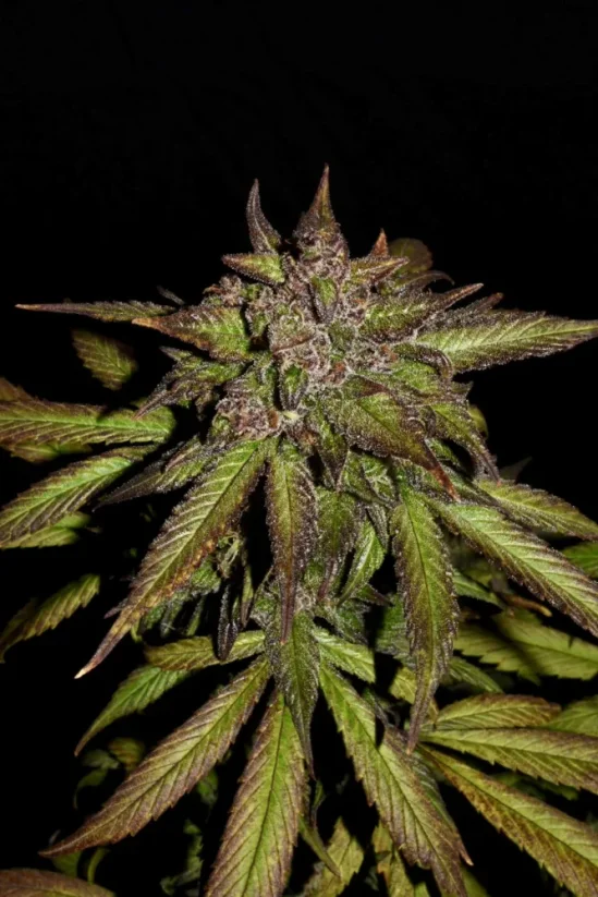 Fast Buds Sementes de Cannabis Smoothie Auto